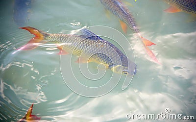 Schwanenfeldâ€™s tinfoil barb fish in the canal. Red tail carp s Stock Photo